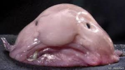 Almighty Blobvis.png