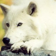 The PolarWolf