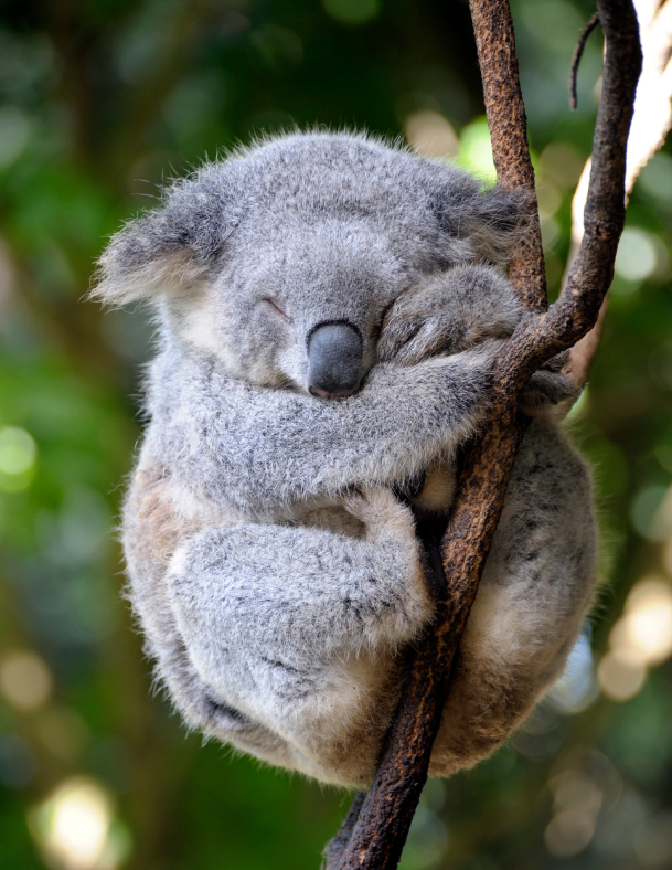 koala3.jpg